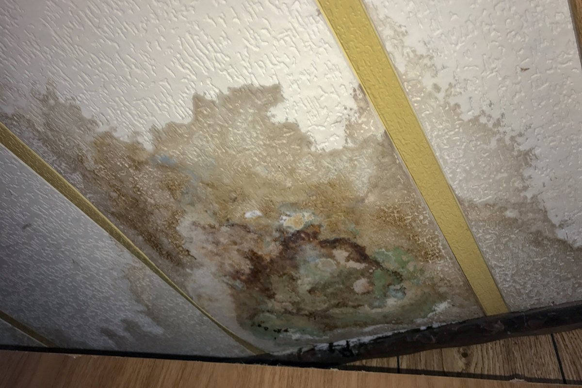 Water-stained ceiling tile with mold growth caused by an unresolved leak above