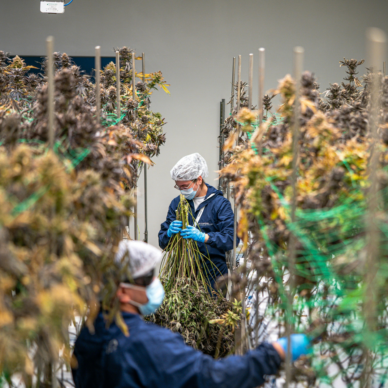 Cannabis workers in facility