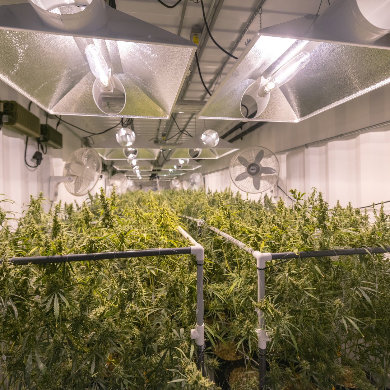 Restoration HQ Cannabis Facility