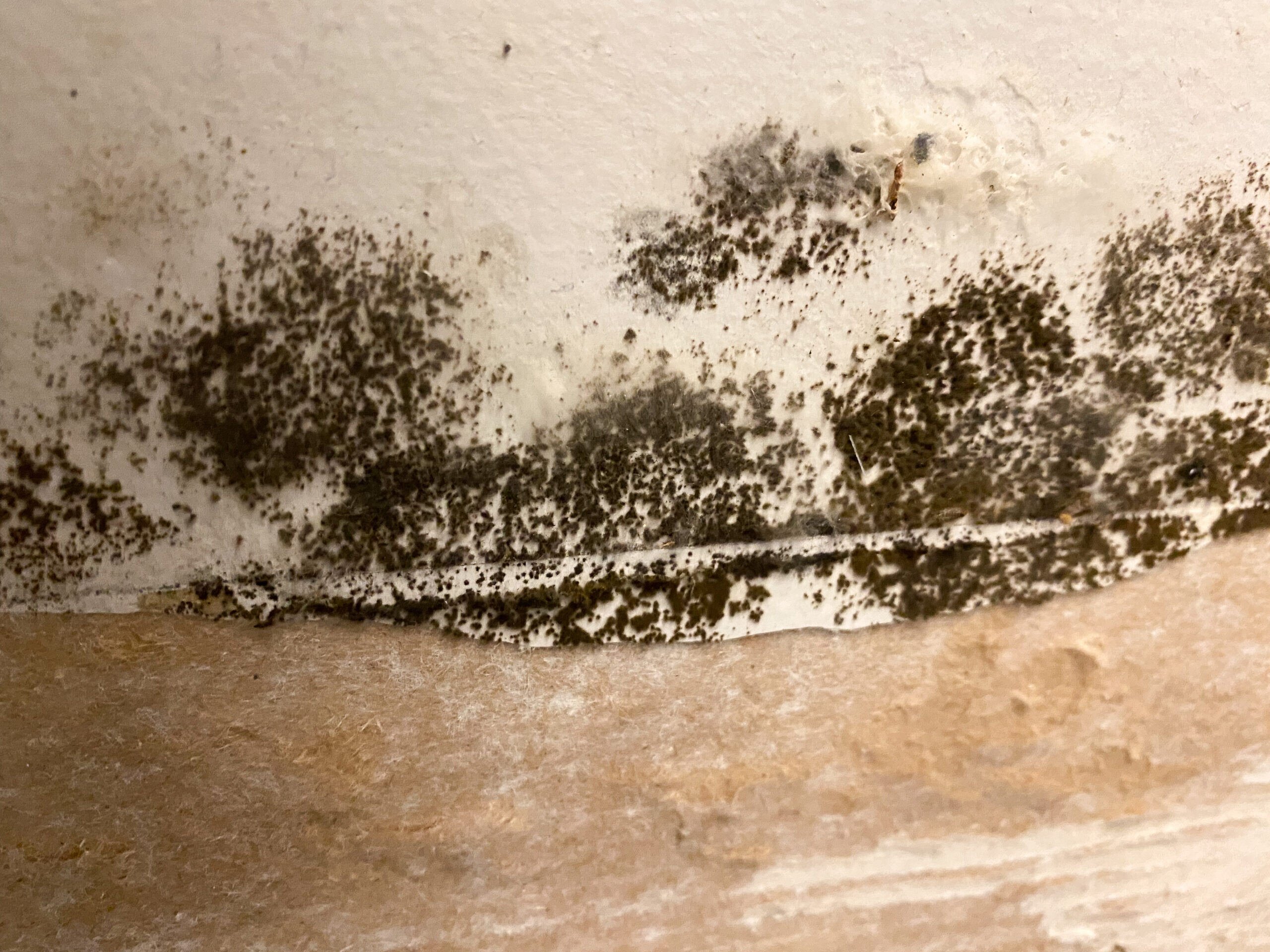 Mold