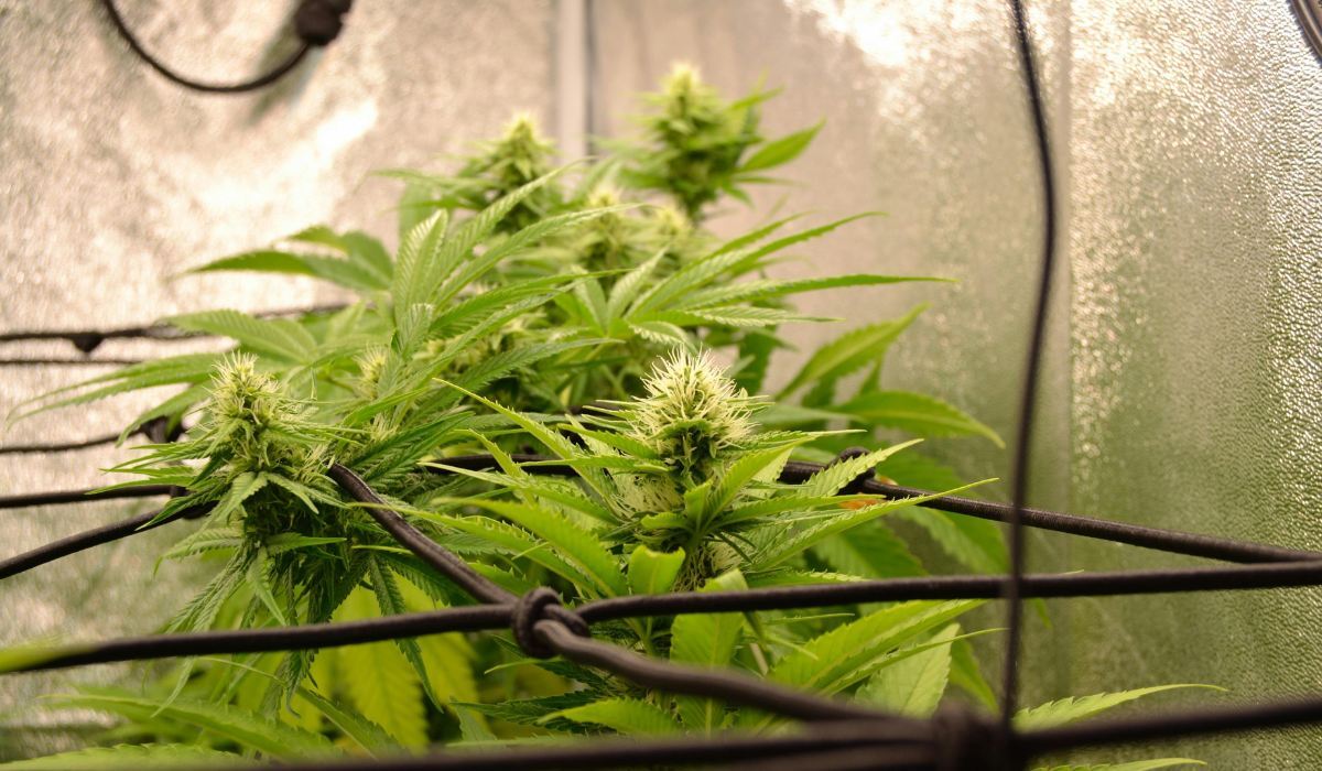 cannabis