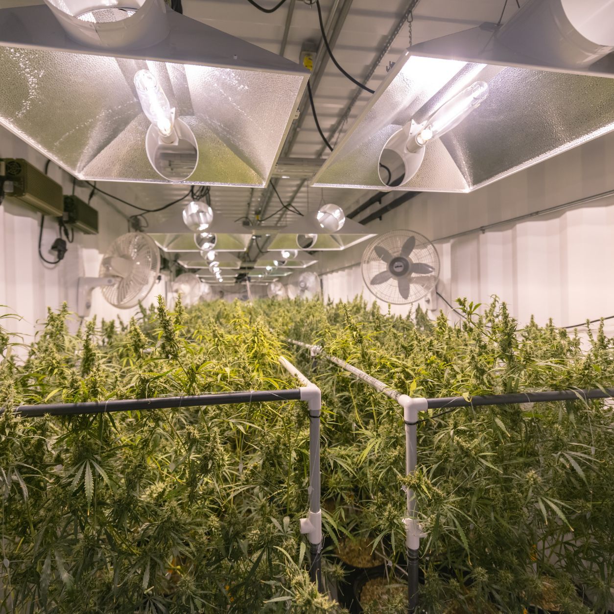 Restoration HQ Cannabis Facility